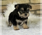 Small #8 Morkie