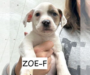 Labrador Retriever-Unknown Mix Dogs for adoption in GILBERTS, IL, USA