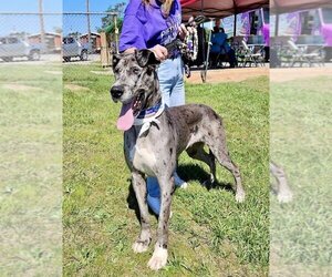 Great Dane Dogs for adoption in Mooresville, NC, USA