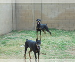 Small Photo #1 Doberman Pinscher Puppy For Sale in QUEEN CREEK, AZ, USA