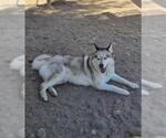 Small #2 Siberian Husky