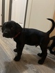 Small Photo #3 Labrador Retriever Puppy For Sale in EDNA, TX, USA