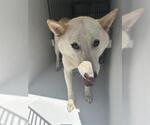 Small Siberian Husky