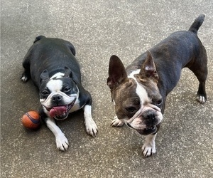 Mother of the Boston Terrier puppies born on 09/29/2025