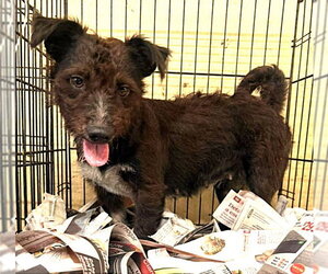 Shih Tzu-Unknown Mix Dogs for adoption in Virginia Beach, VA, USA