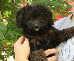 Miniature Bernedoodle Puppy for sale in HANCOCK, MN, USA