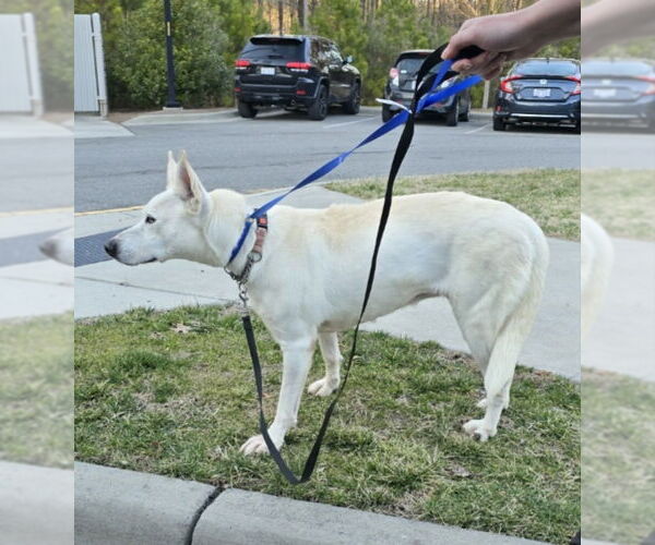 Medium Photo #17 Bull Terrier-Huskies  Mix Puppy For Sale in Winston Salem, NC, USA