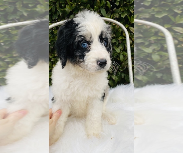 Medium Photo #1 Bernedoodle Puppy For Sale in CARNESVILLE, GA, USA