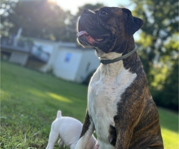 Medium Photo #1 Boxer Puppy For Sale in EAST FISHKILL, NY, USA