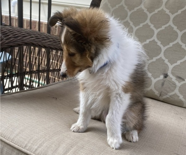 Medium Photo #6 Shetland Sheepdog Puppy For Sale in CHESAPEAKE, VA, USA