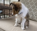 Small #5 Shetland Sheepdog