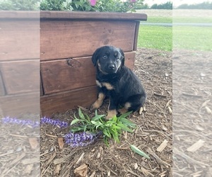 Australian Cattle Dog-Labradoodle Mix Puppy for sale in UNION MILLS, NC, USA