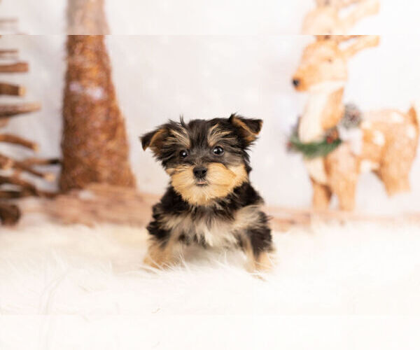 Medium Photo #4 Poodle (Toy)-Yorkshire Terrier Mix Puppy For Sale in WARSAW, IN, USA