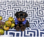 Small Photo #6 YorkiePoo Puppy For Sale in OXFORD, PA, USA