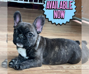 French Bulldog Puppy for sale in IRVINE, CA, USA