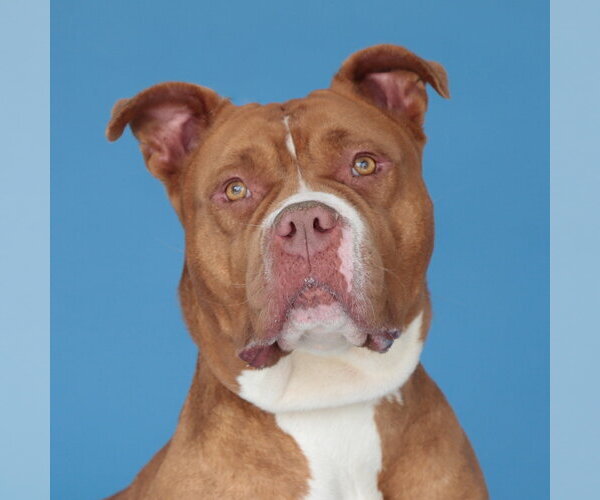 Medium Photo #1 Mutt Puppy For Sale in Pasadena, CA, USA
