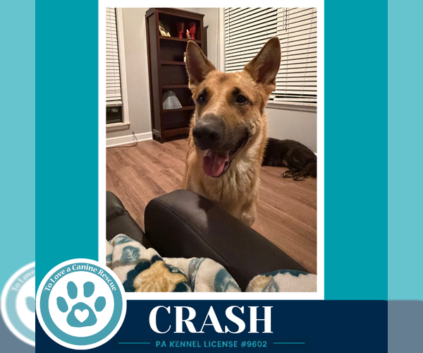 Medium Photo #3 German Shepherd Dog Puppy For Sale in Kimberton, PA, USA