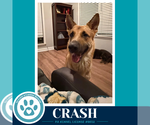 Small #2 German Shepherd Dog