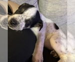 Small #1 American Bulldog-German Shepherd Dog Mix