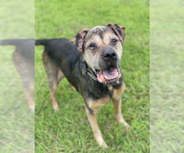 Medium Photo #5 Mutt Puppy For Sale in Virginia Beach, VA, USA