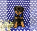 Small #1 Rottweiler