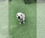 Small Chihuahua Mix
