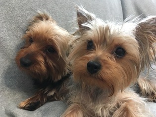 Mother of the Yorkshire Terrier puppies born on 01/02/2019