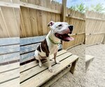 Small #6 Bullboxer Pit