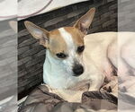 Small #4 Chihuahua Mix