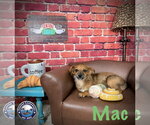 Small Photo #13 Chiweenie Puppy For Sale in Arcadia, FL, USA