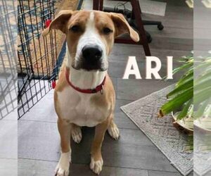 American Pit Bull Terrier-German Shepherd Dog Mix Dogs for adoption in SAN ANTONIO, TX, USA