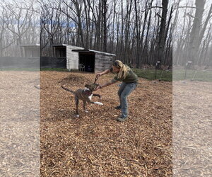 Sophia: Not at the shelter (Alan) - Female Mountain Cur-Plott Hound Mix Dog for Adoption - Photo #3