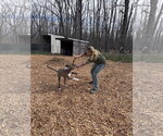 Small #2 Mountain Cur-Plott Hound Mix