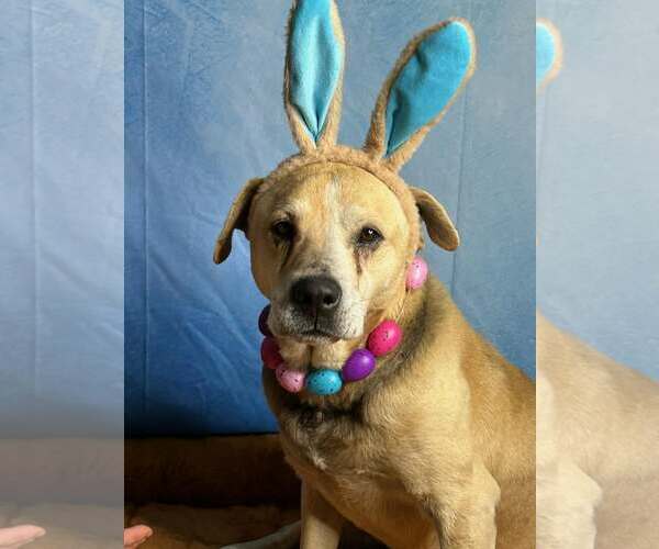 Medium Photo #2 - Mix Puppy For Sale in Stratham, NH, USA