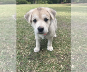 Siberian Husky Dogs for adoption in Holly Springs, NC, USA