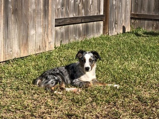 Australian Shepherd Puppy for sale in SPRING, TX, USA