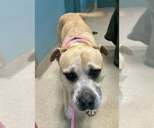 Medium American Staffordshire Terrier