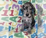 Puppy Black Great Dane