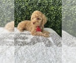 Small #5 Poodle (Toy)