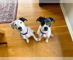 Small #7 American Pit Bull Terrier-Pointer Mix