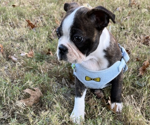Medium Photo #6 Boston Terrier Puppy For Sale in BURLESON, TX, USA