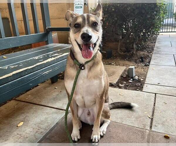 Medium Photo #1 Siberian Husky-Unknown Mix Puppy For Sale in Pasadena, CA, USA