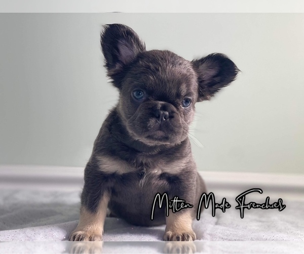 Medium Photo #1 French Bulldog Puppy For Sale in BATTLE CREEK, MI, USA