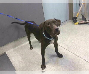 Labrador Retriever Dogs for adoption in Tallahassee, FL, USA