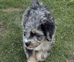 Small #5 Bernedoodle