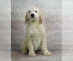 Puppy 1 Goldendoodle-Poodle (Standard) Mix