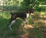 Small Photo #6 German Shorthaired Pointer Puppy For Sale in BLUE SPRINGS, MS, USA