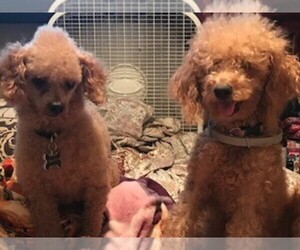 Father of the Goldendoodle-Poodle (Miniature) Mix puppies born on 07/04/2019