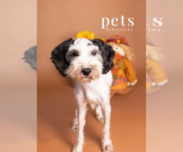 Medium Photo #1 Poodle (Miniature)-Unknown Mix Puppy For Sale in Foristell, MO, USA