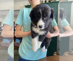 Small #1 Border-Aussie